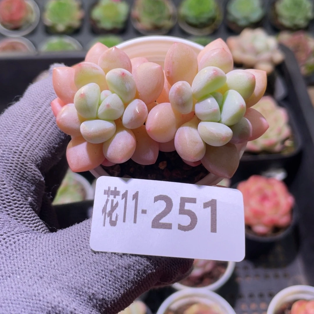 花利美11-251泡泡糖