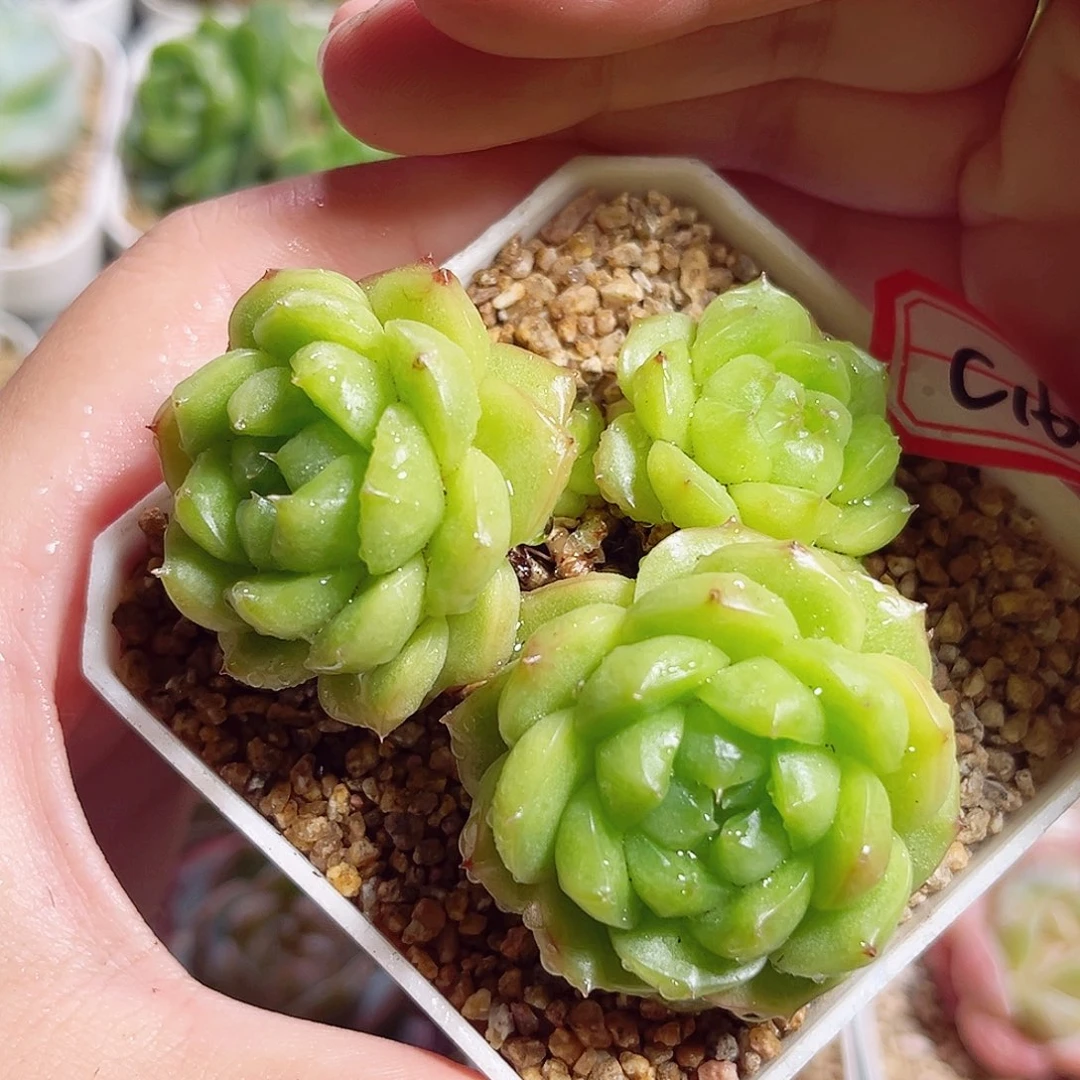 C160 一物一拍 泡泡龙