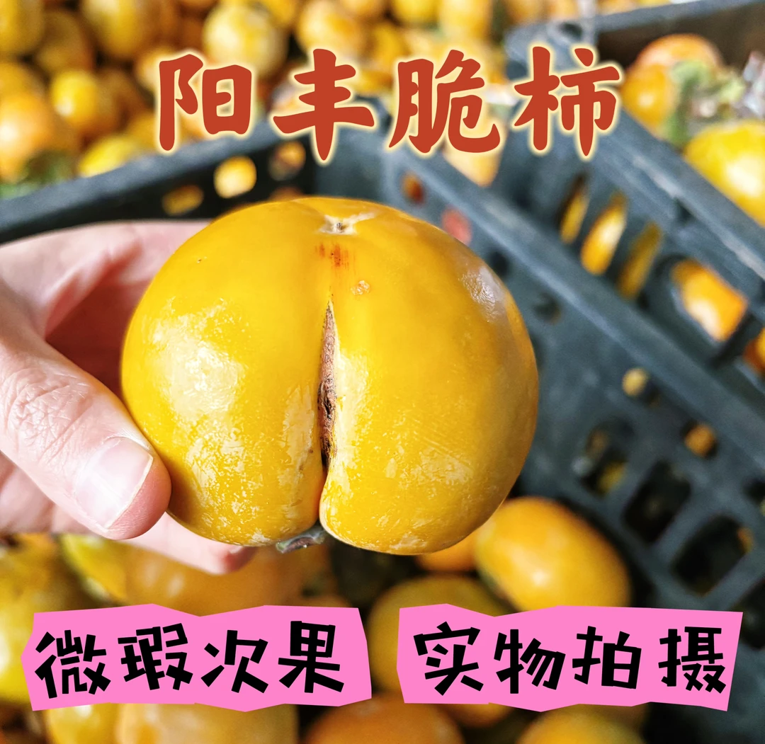 山西运城临猗阳丰巧克力脆柿脆甜新鲜采摘轻微瑕疵果