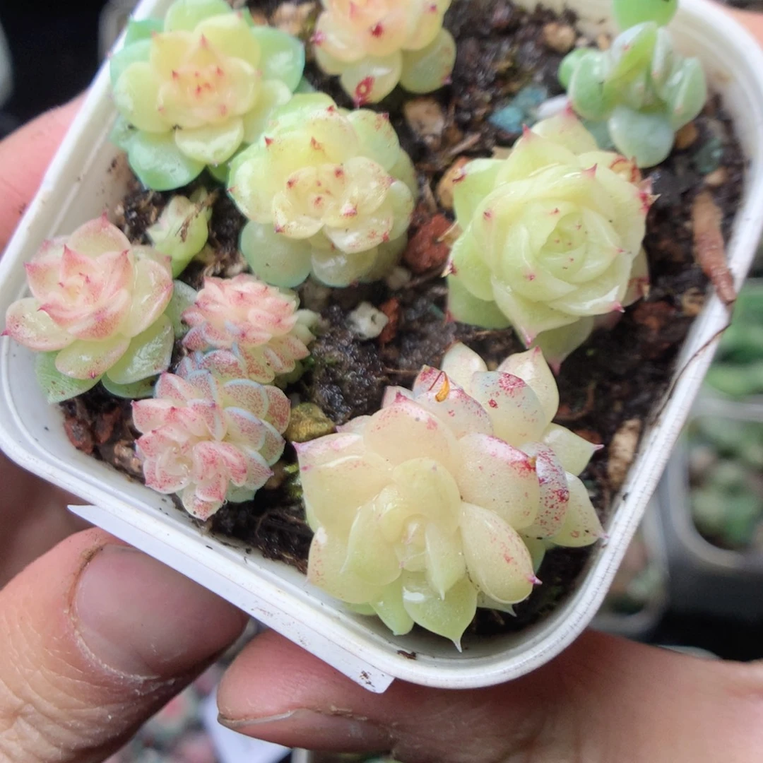 无花朵W69 yyyyyyyy