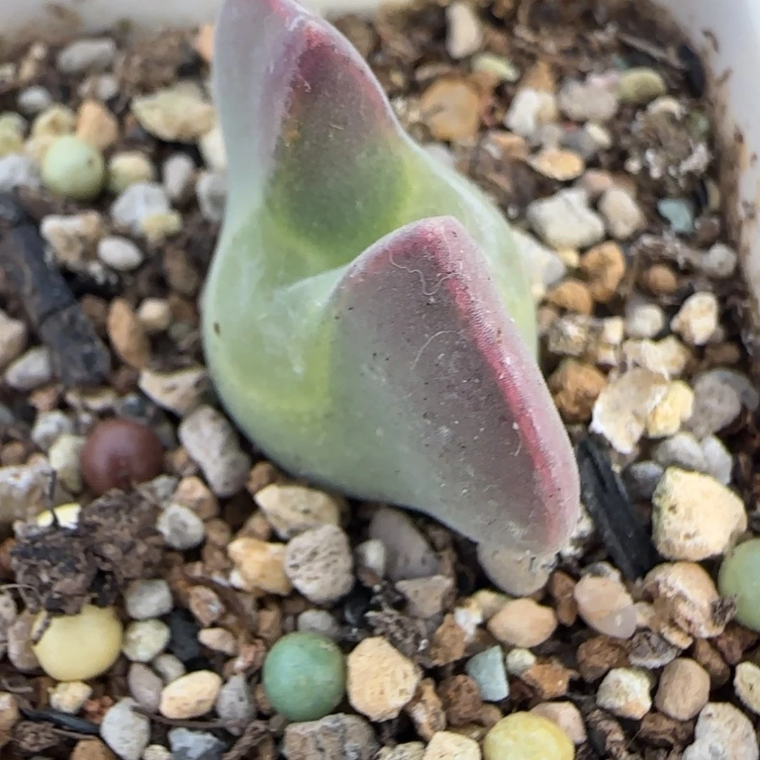 多肉植物外播青蛙大眼睛135号