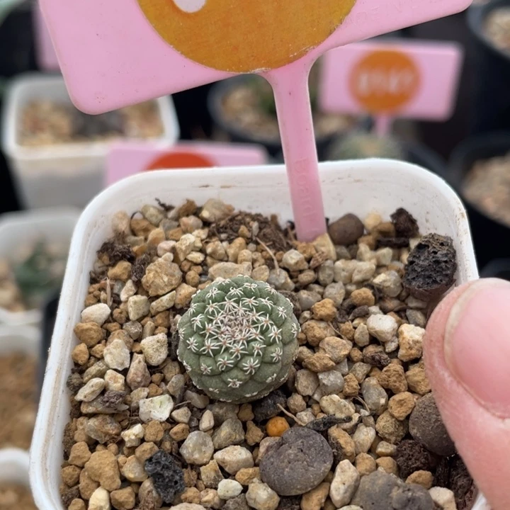 实生菊水014200000