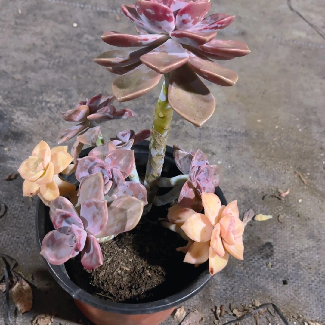 紫乐锦15cm新疆包邮