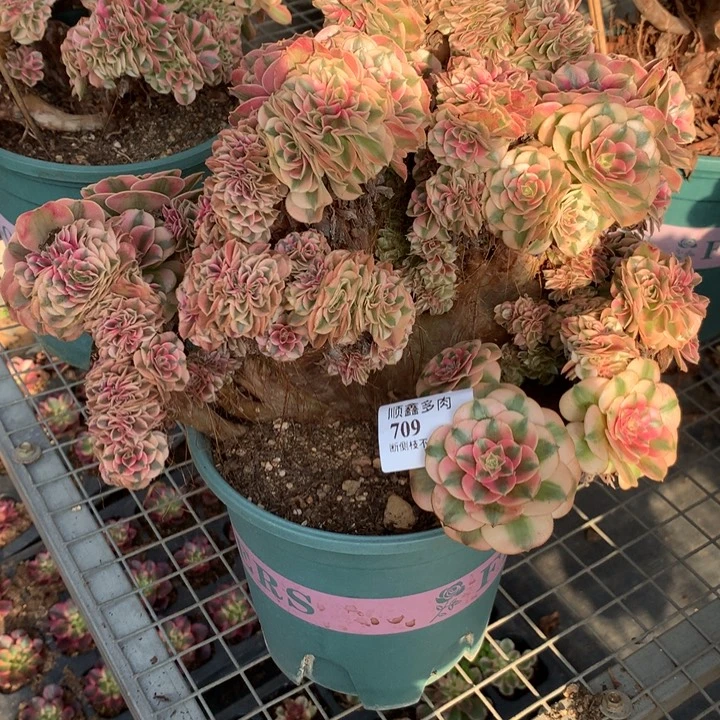709粉女巫缀多肉植物特价
