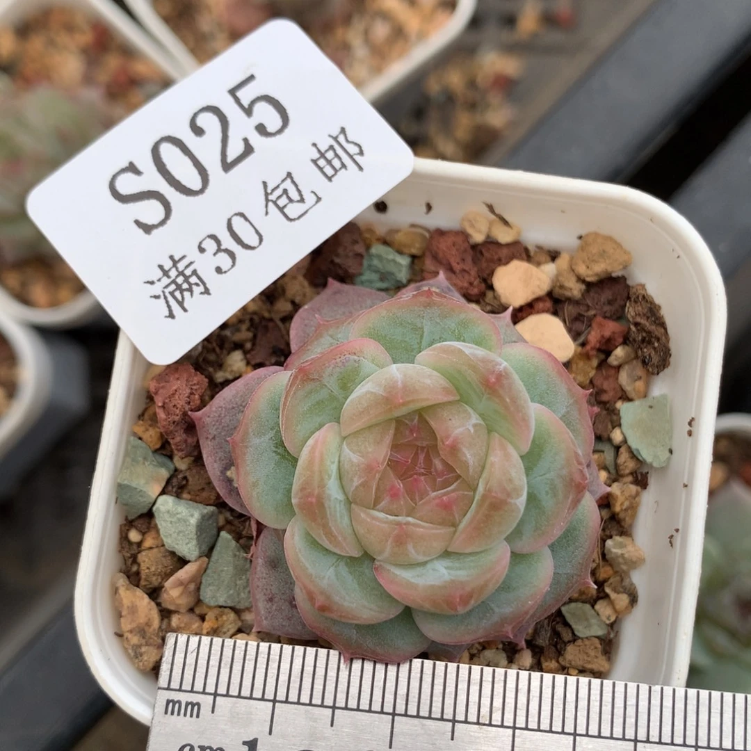 25风花雪月白透冠服3.5