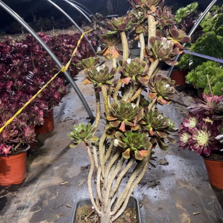 28灰法师多肉多肉多肉多肉