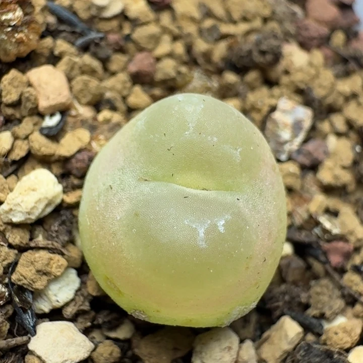 5号1200拉登带盆土