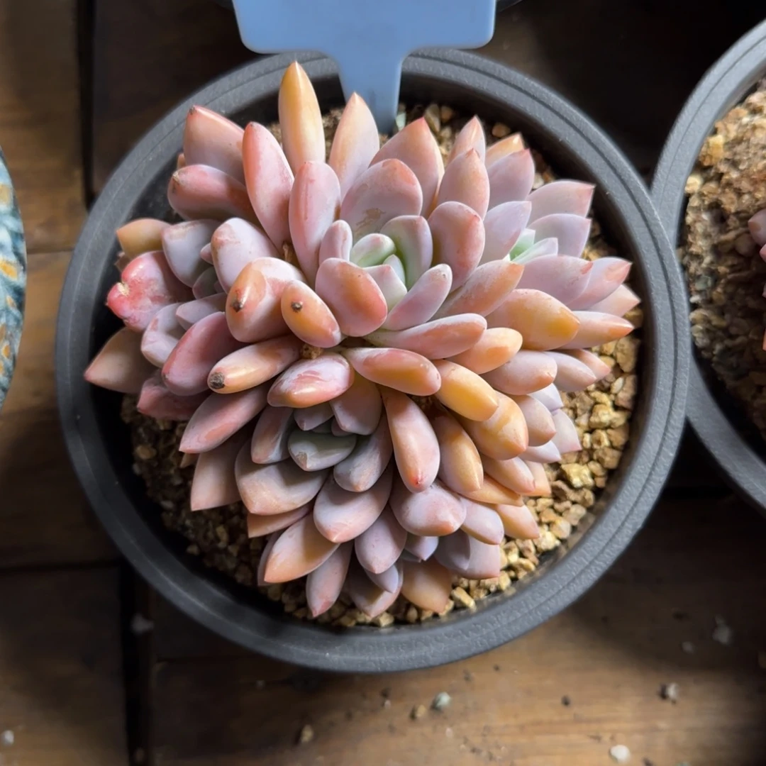 果糖1111111111111111