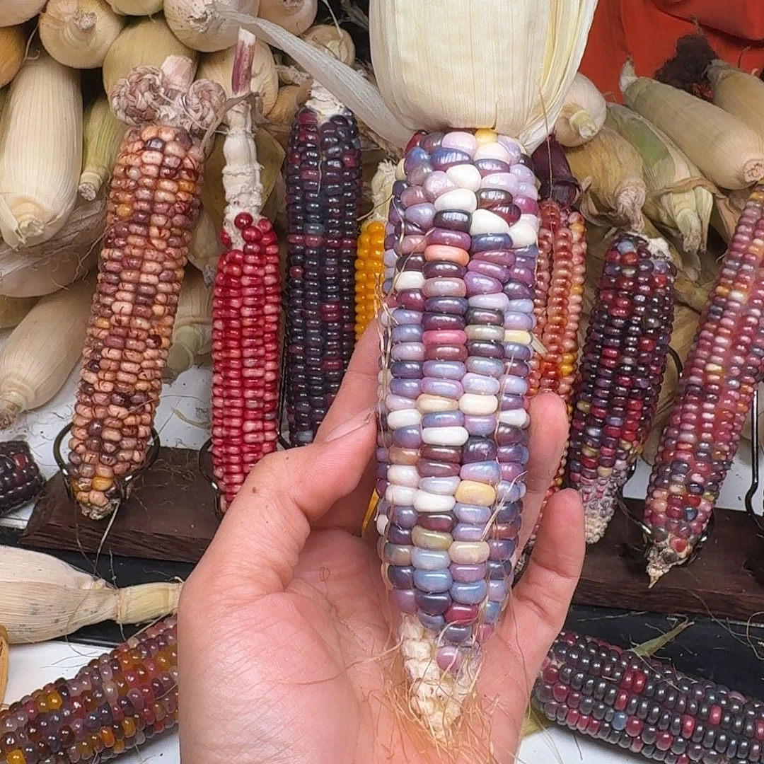 三***半吊坠柏香籽/百香籽