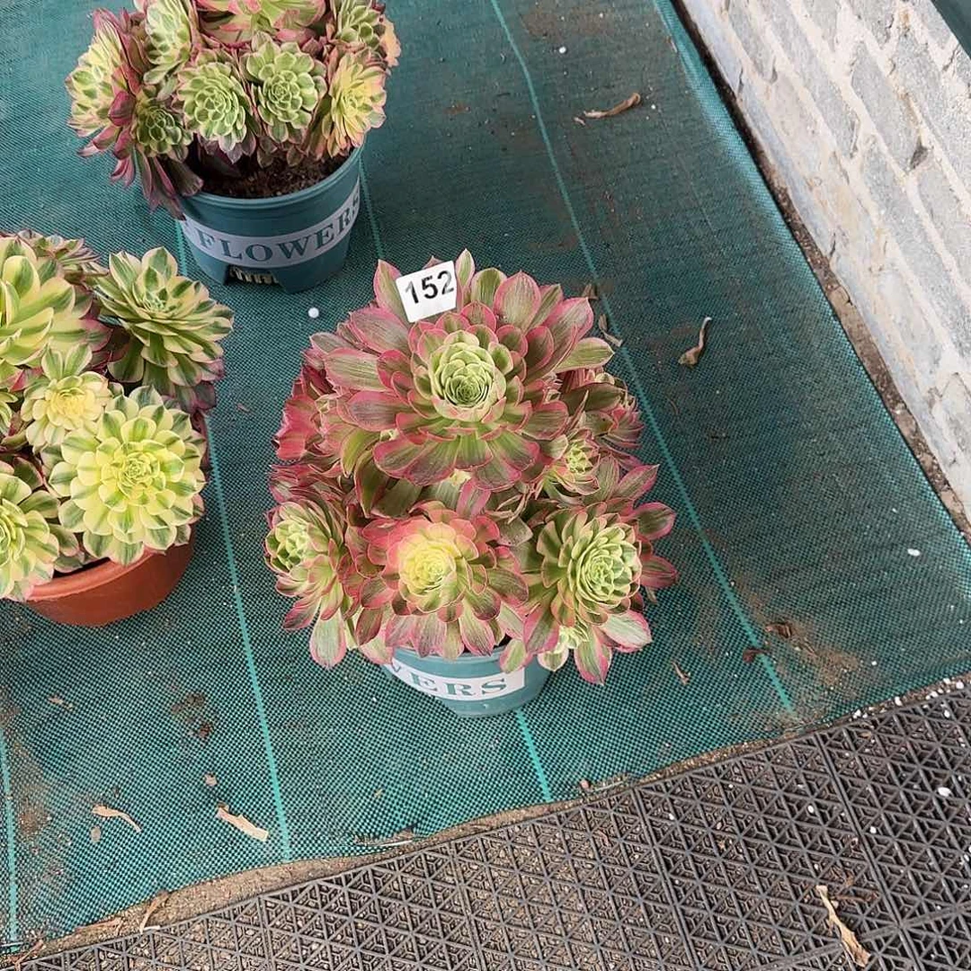 多肉植物海王152