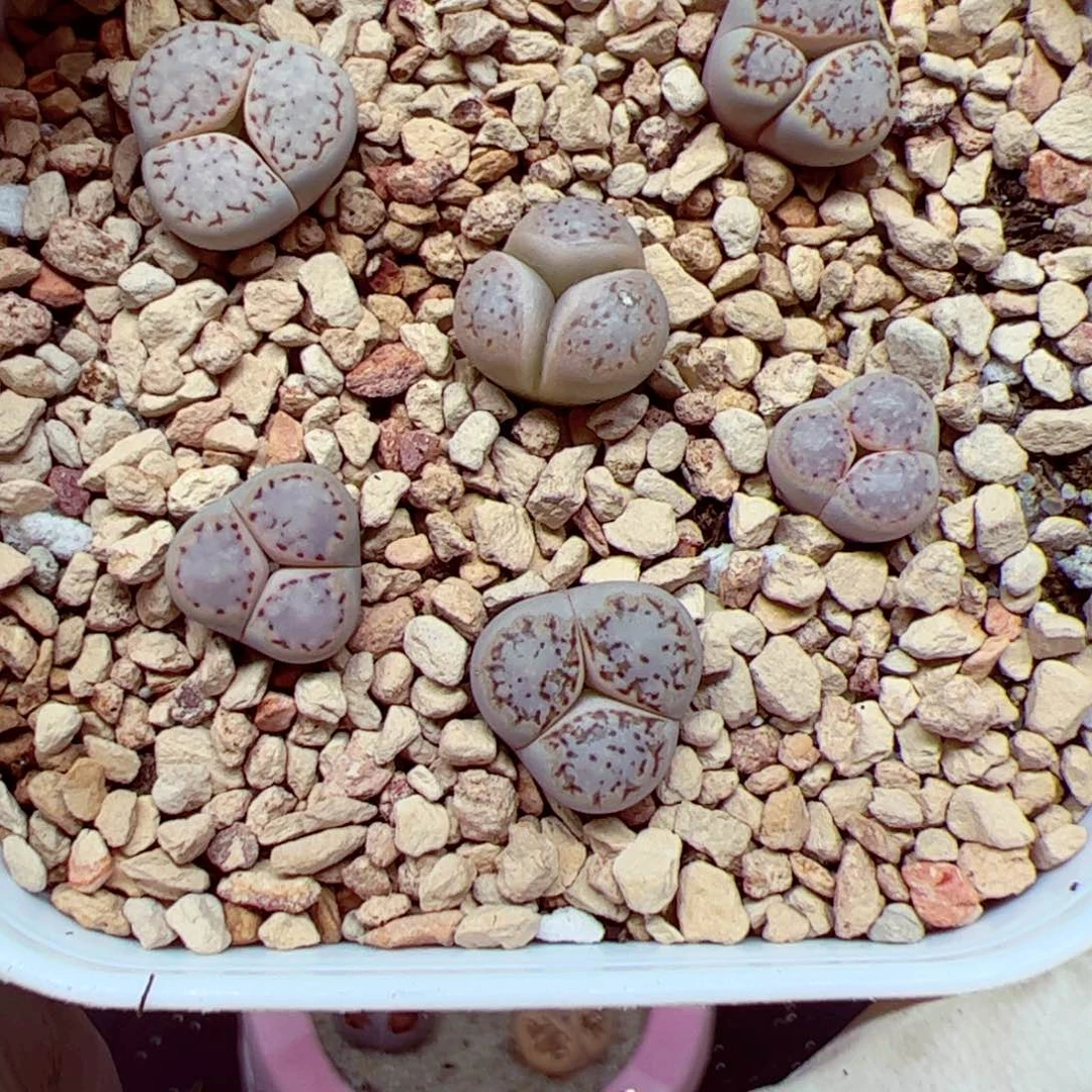 沅*团112 优秀的肉肉28