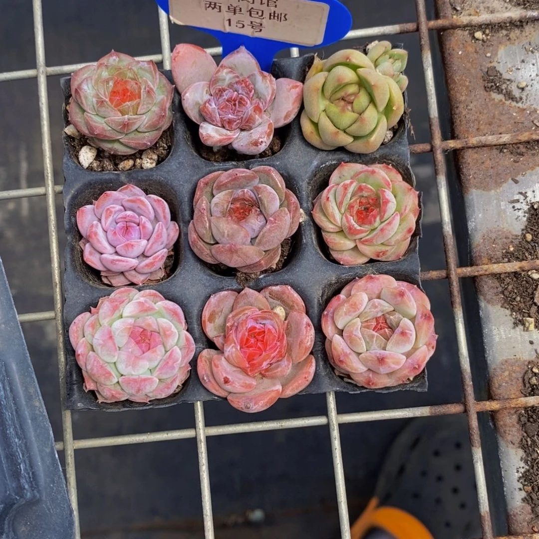 15-精品糖心美肉九个