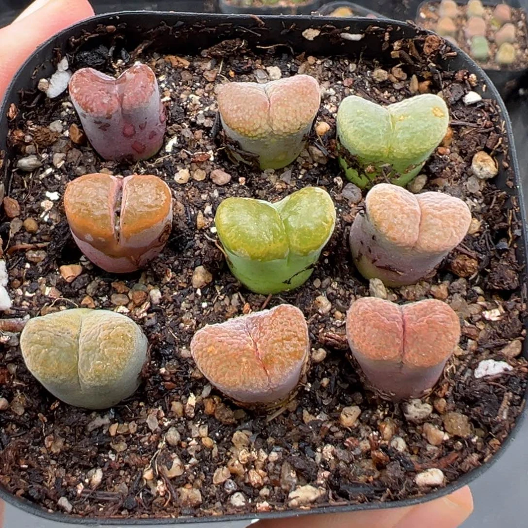 6.29好看的多肉脱土发货229