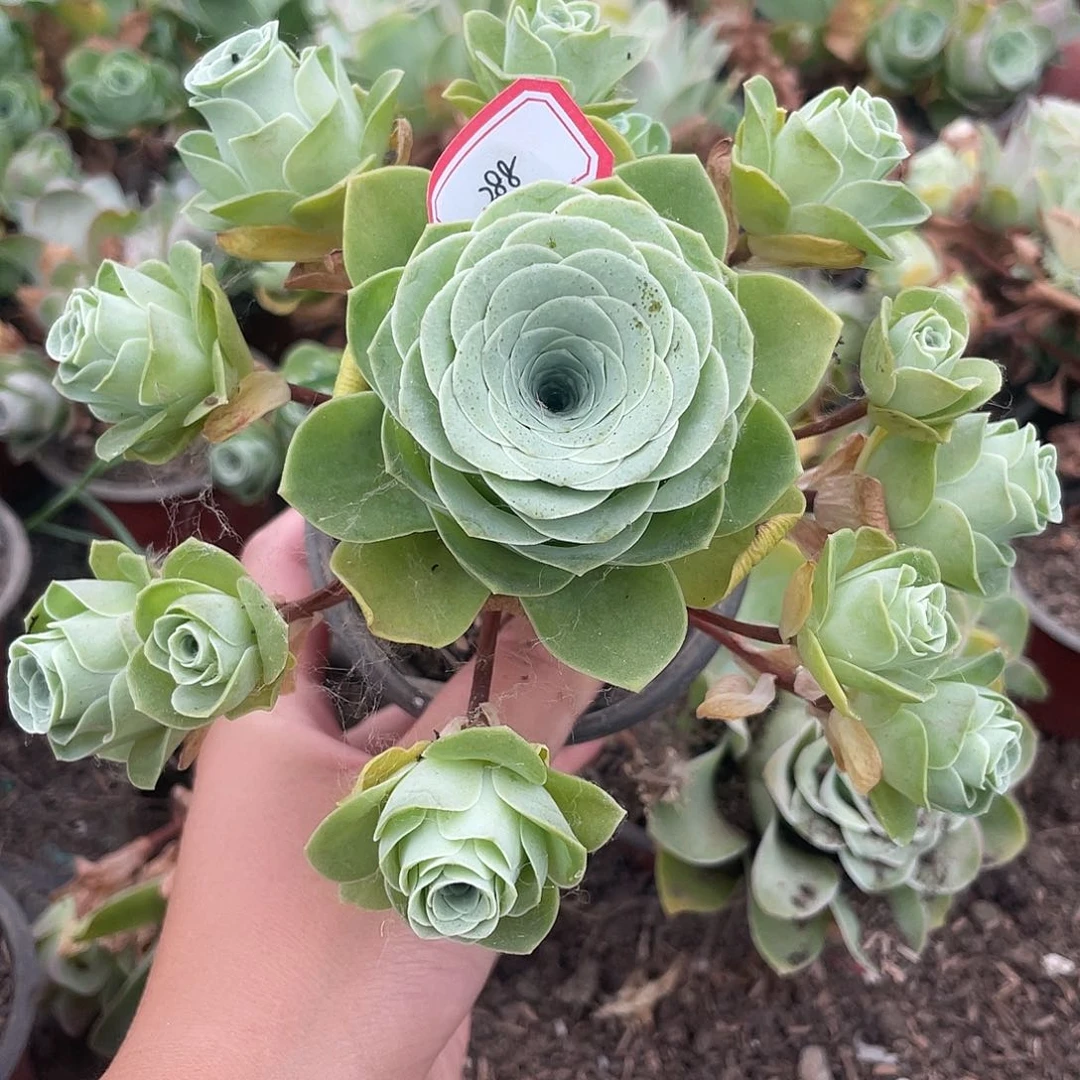 山地玫瑰多肉不售后 288