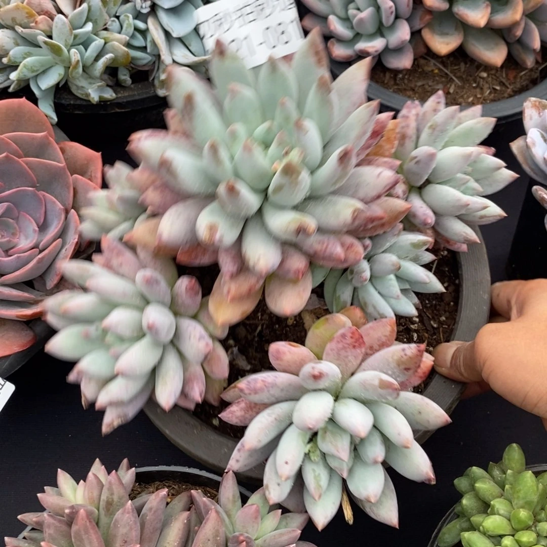 两单包邮1021-81所罗门