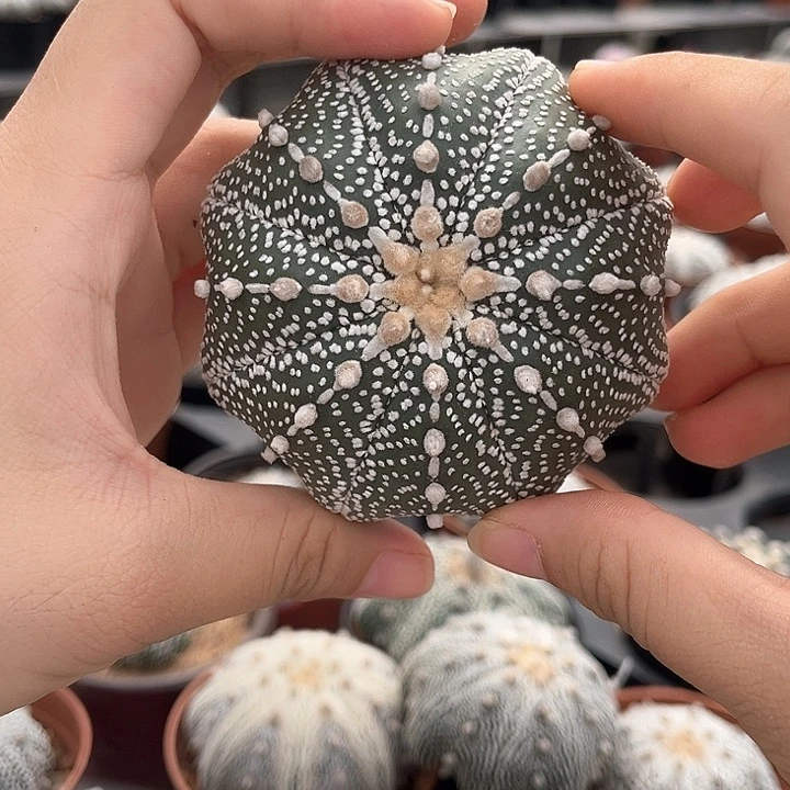 7.7cm奇迹兜高度4.0cm