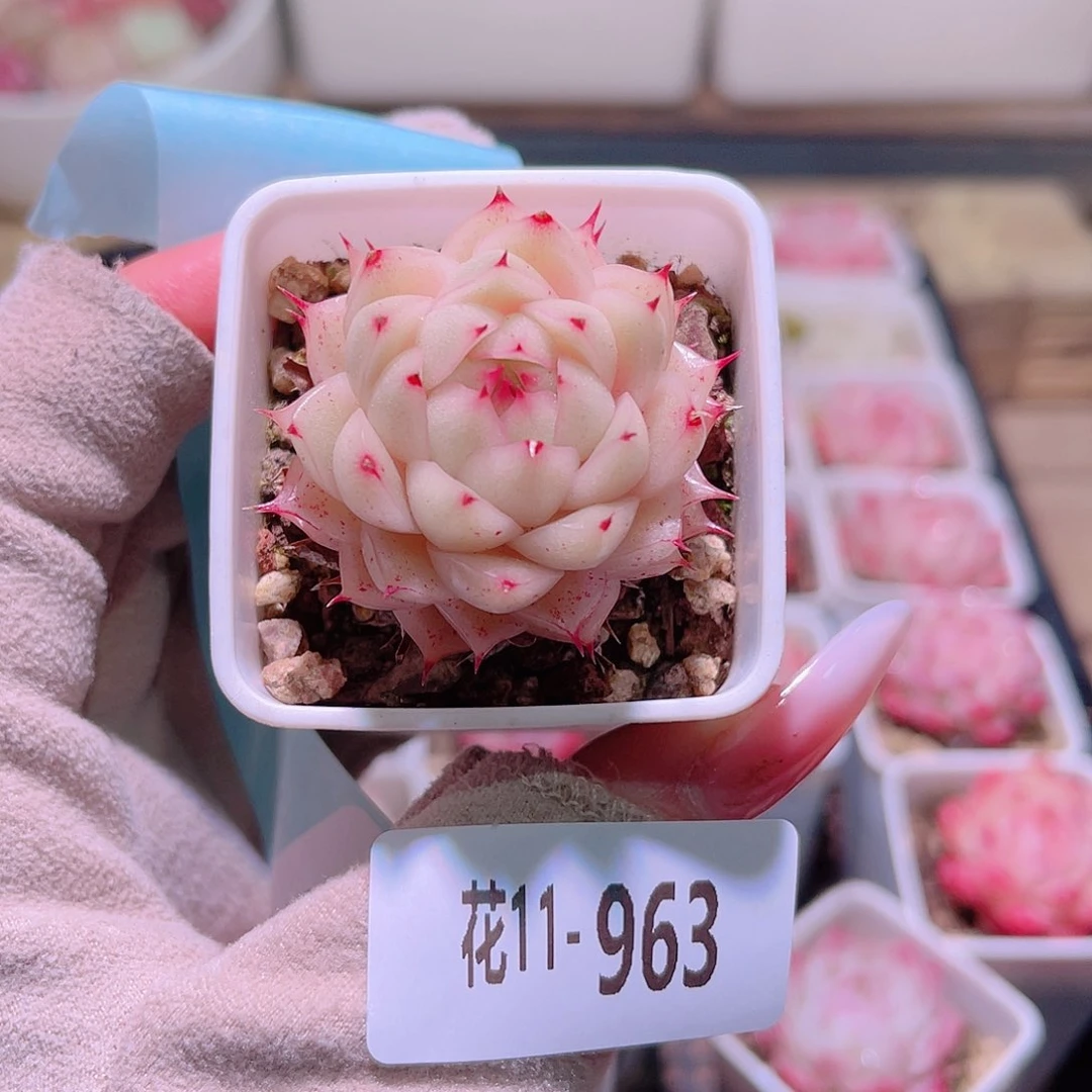 花利美11-963海王