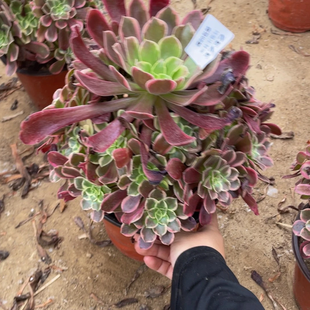 3732金丝雀法师多肉断枝不包