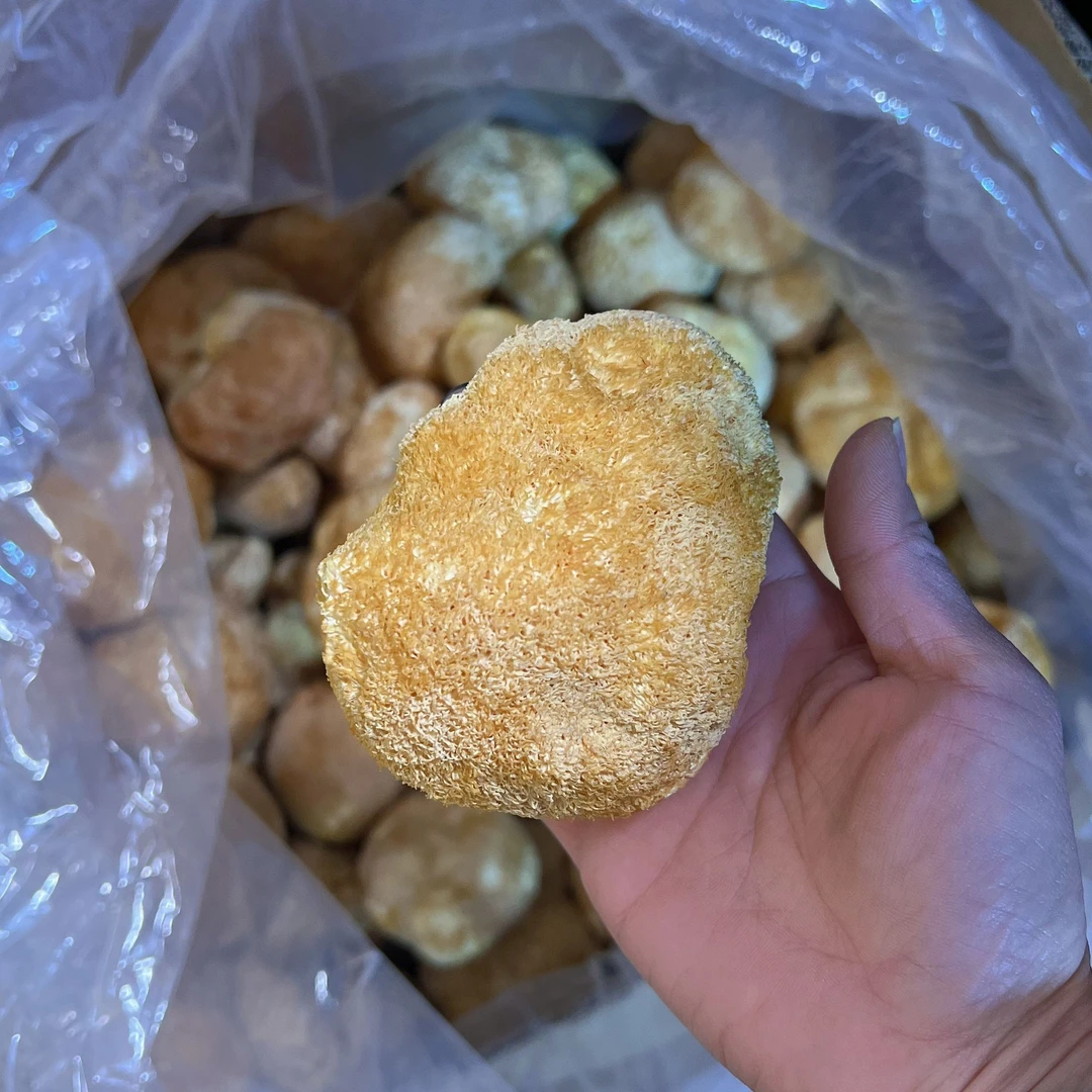 正宗猴头菇干货高山农家猴头菇无熏煲汤鸡汤食材干猴头菇菌菇