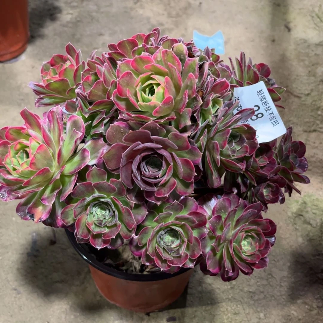 简**心28七彩玫瑰多肉植物法师