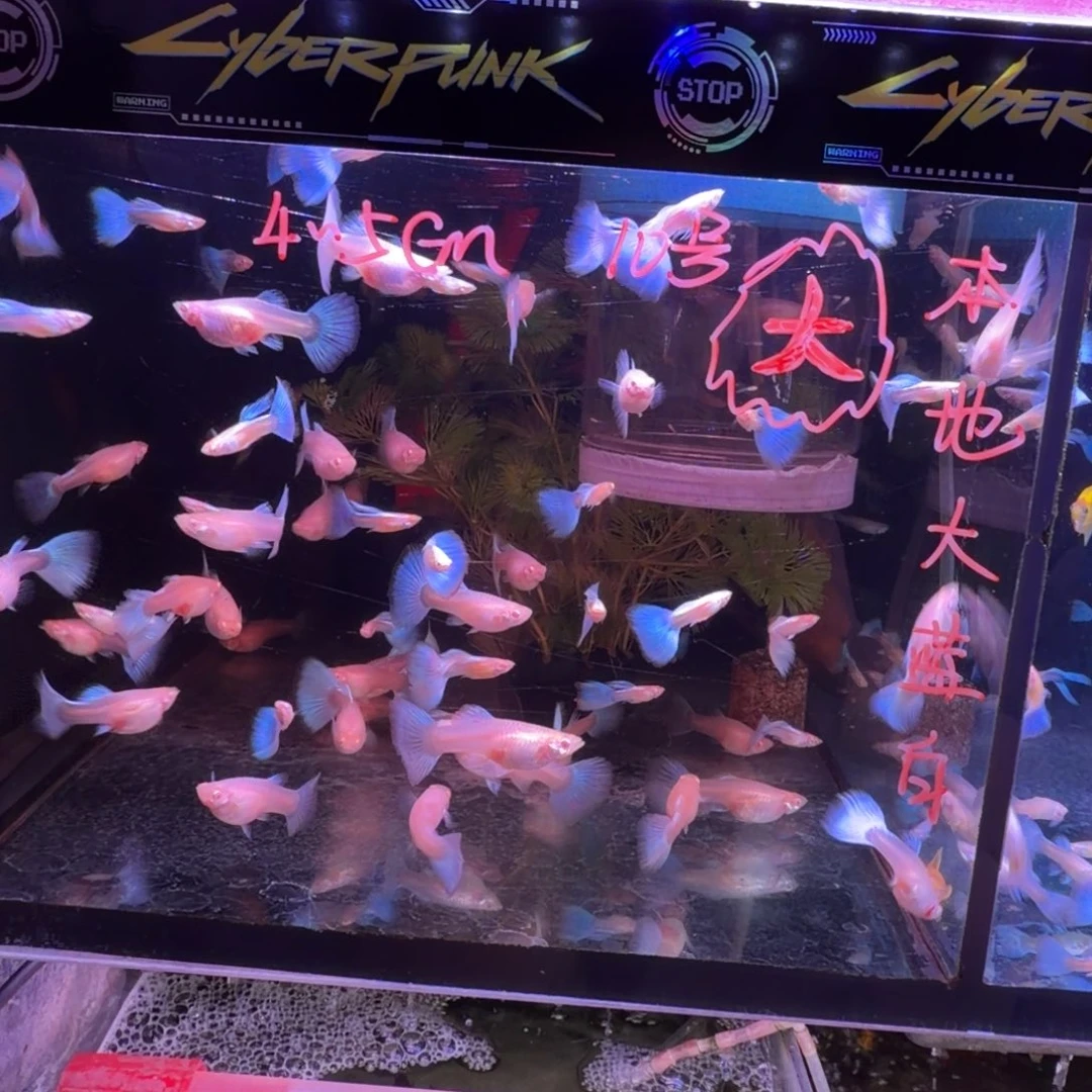 孔雀鱼大蓝白10对(6对送4对备损)