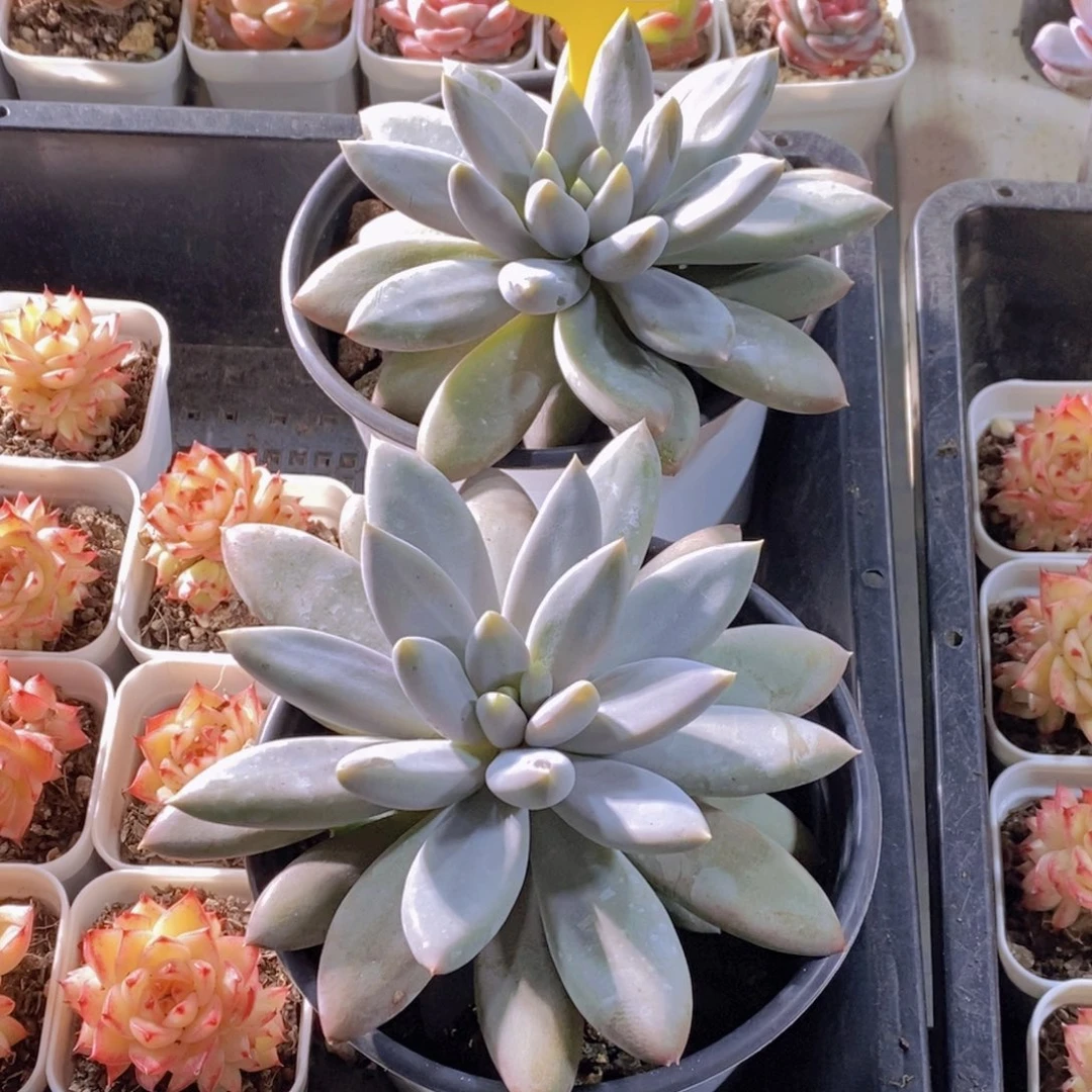 1127-15-精品母本黄体哥特萝莉单头一个