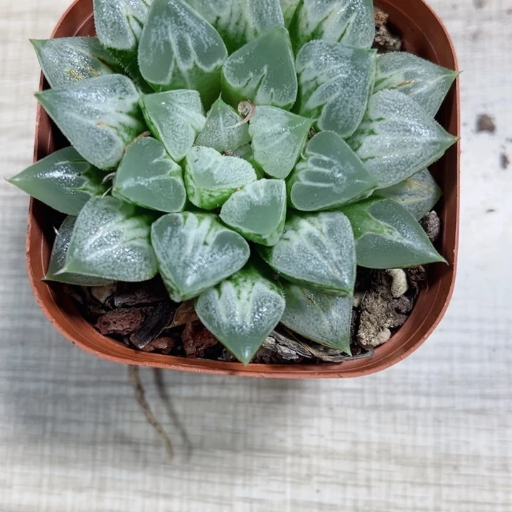 爱心寿多肉植物666