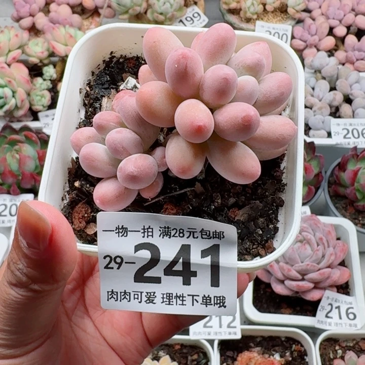 汤圆多肉多肉多肉植物多肉多