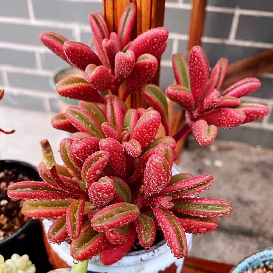 红背椒草多肉植物老桩大颗多好养活绿植办公室稀有高贵植物花卉