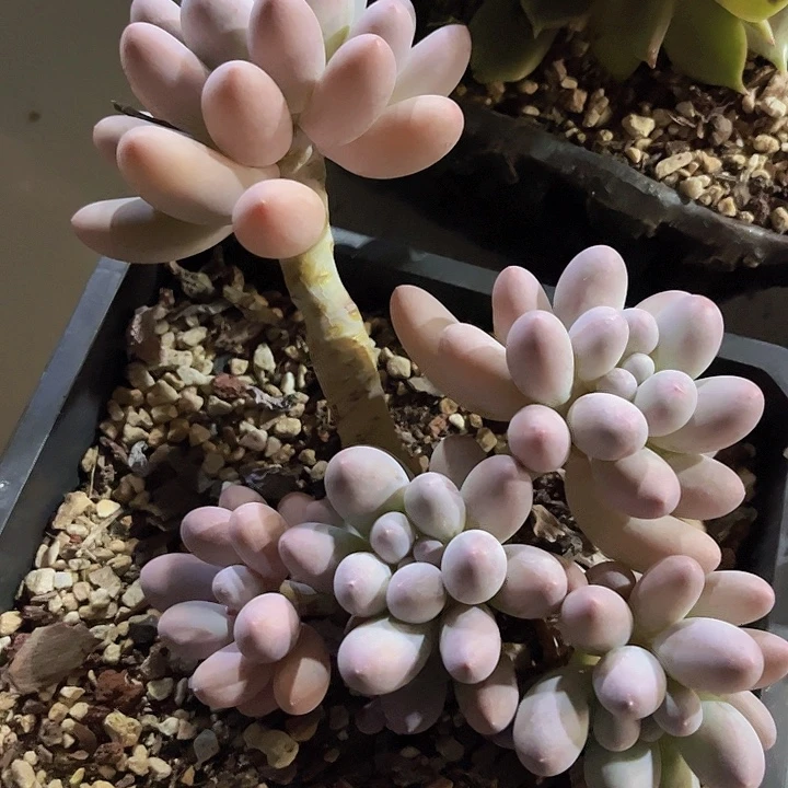 汤圆0691多肉植物
