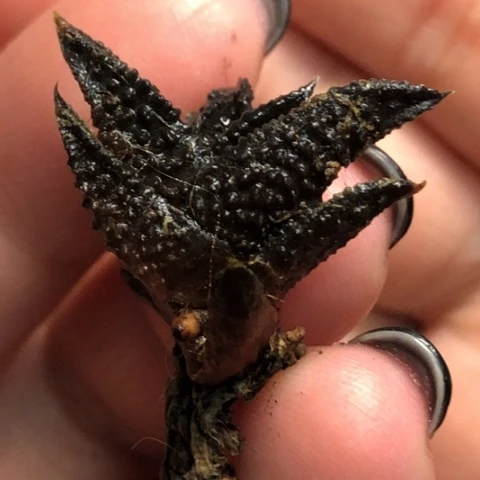 哥斯拉硬叶哈哈哈哈哈