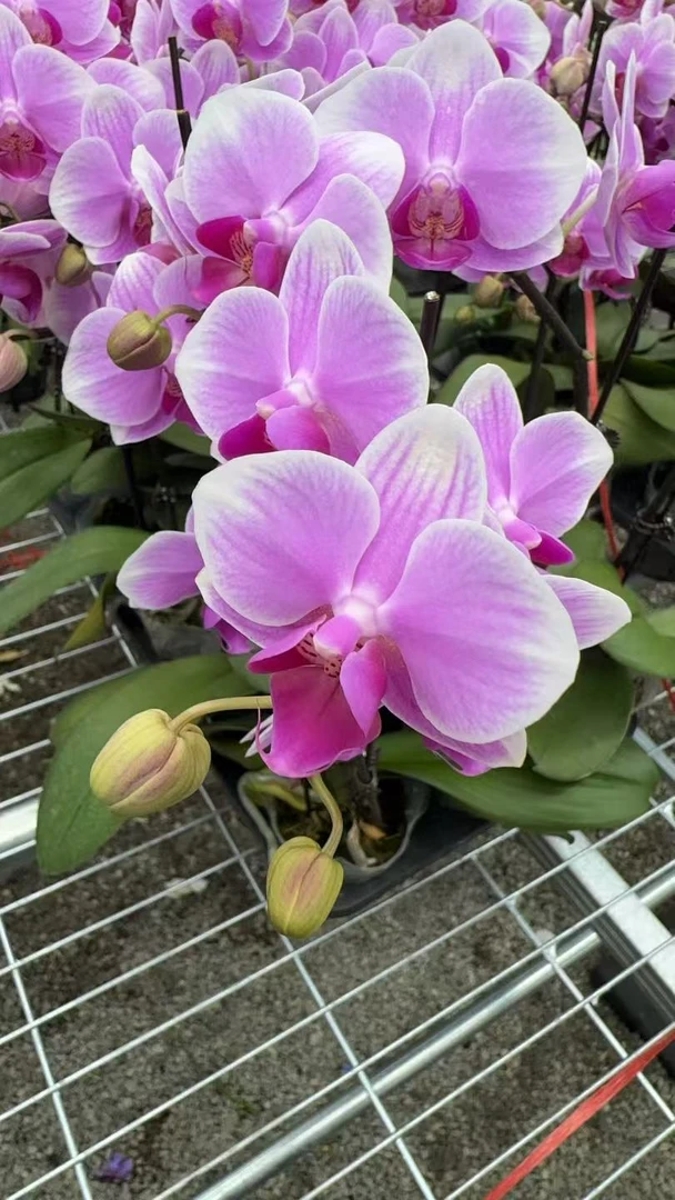 甜心【3.0寸杯】高档蝴蝶兰鲜花盆栽