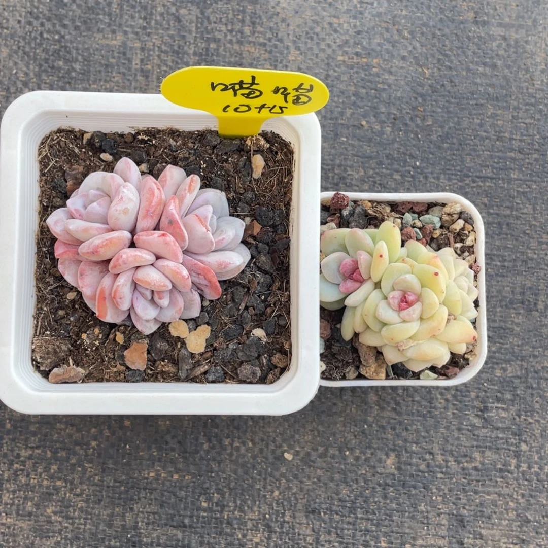 喵****猫雪莲摘心加冰玉一组25