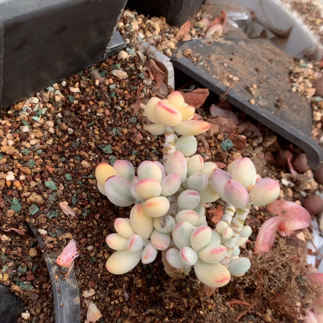 温***光中果是在一起后又在一块玩耍