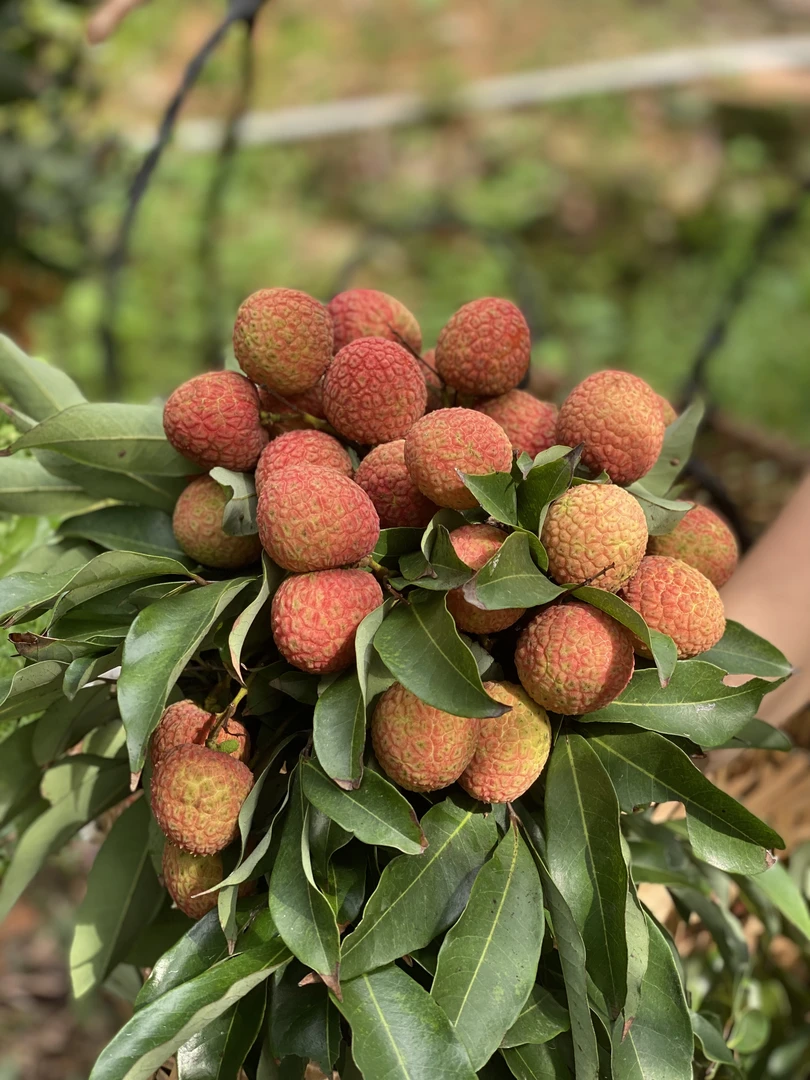 【广东省外】高州白糖罂荔枝新鲜荔枝果园现摘现发荔枝新鲜现摘现发