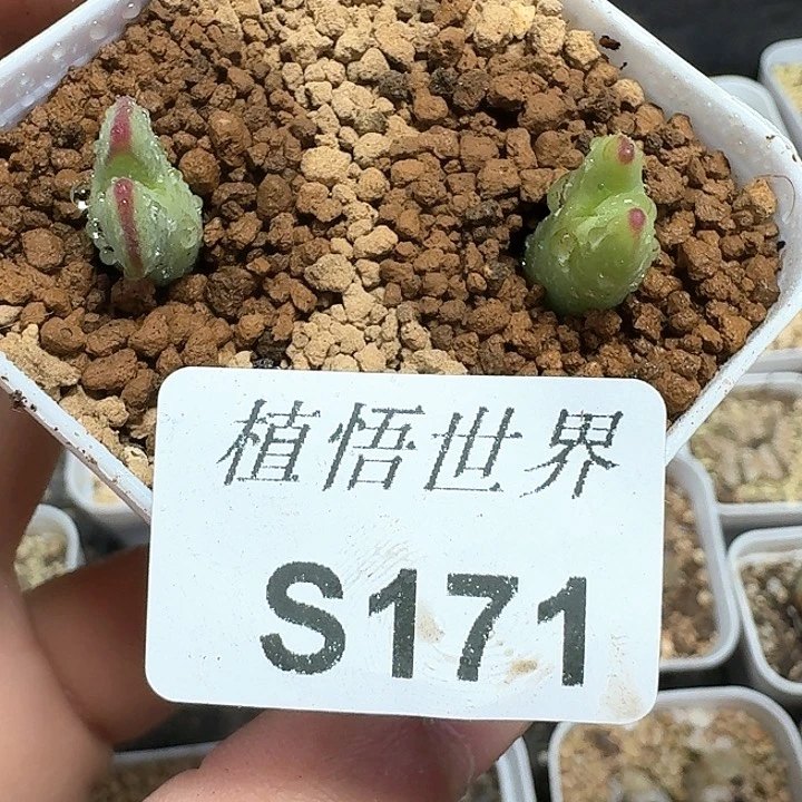多肉植物哇哇cf h b n k