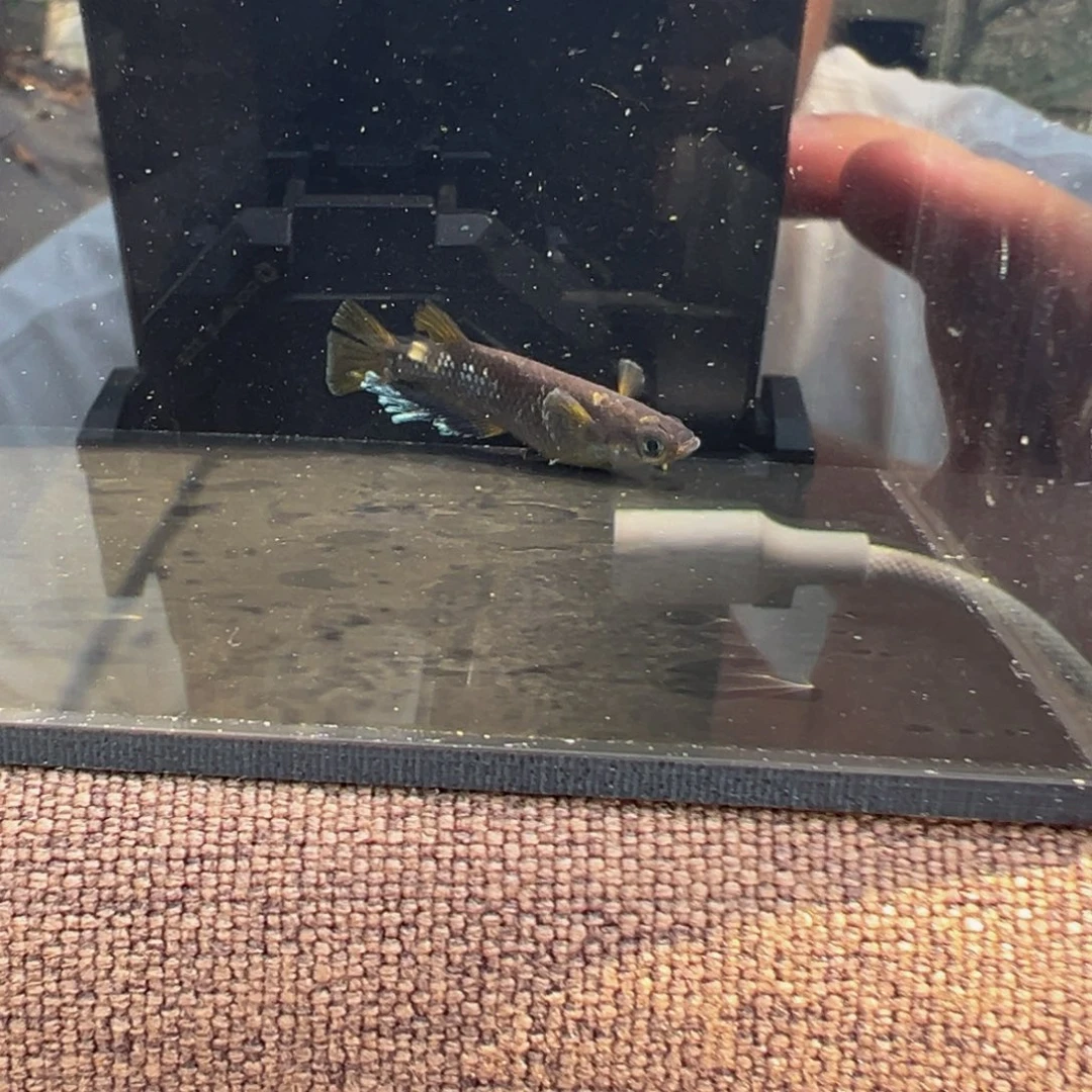 青鳉鱼603.巧克力橙一对