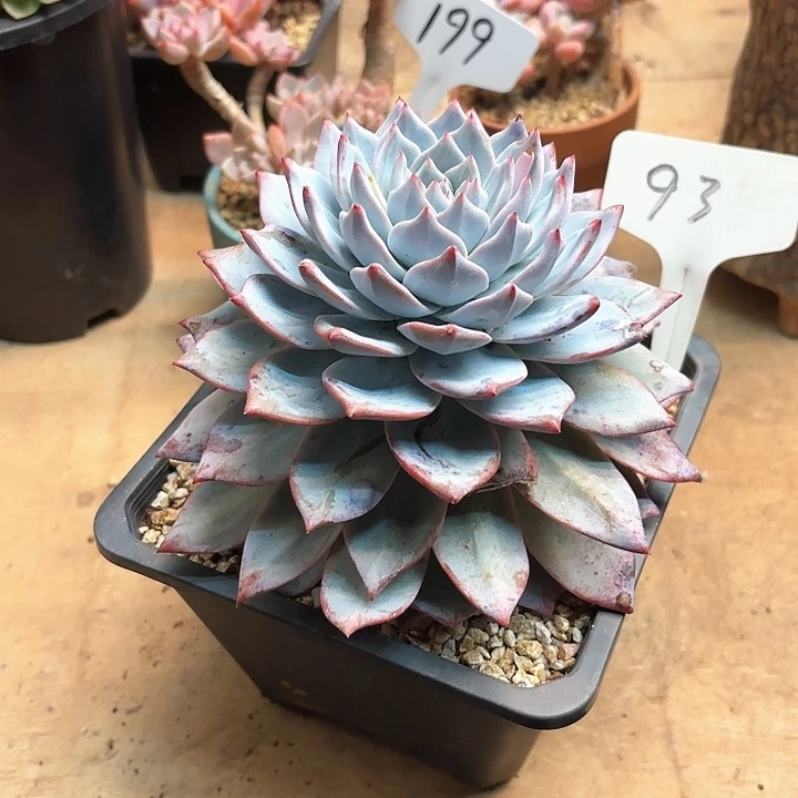 多肉植物，粉蓝鸟93号