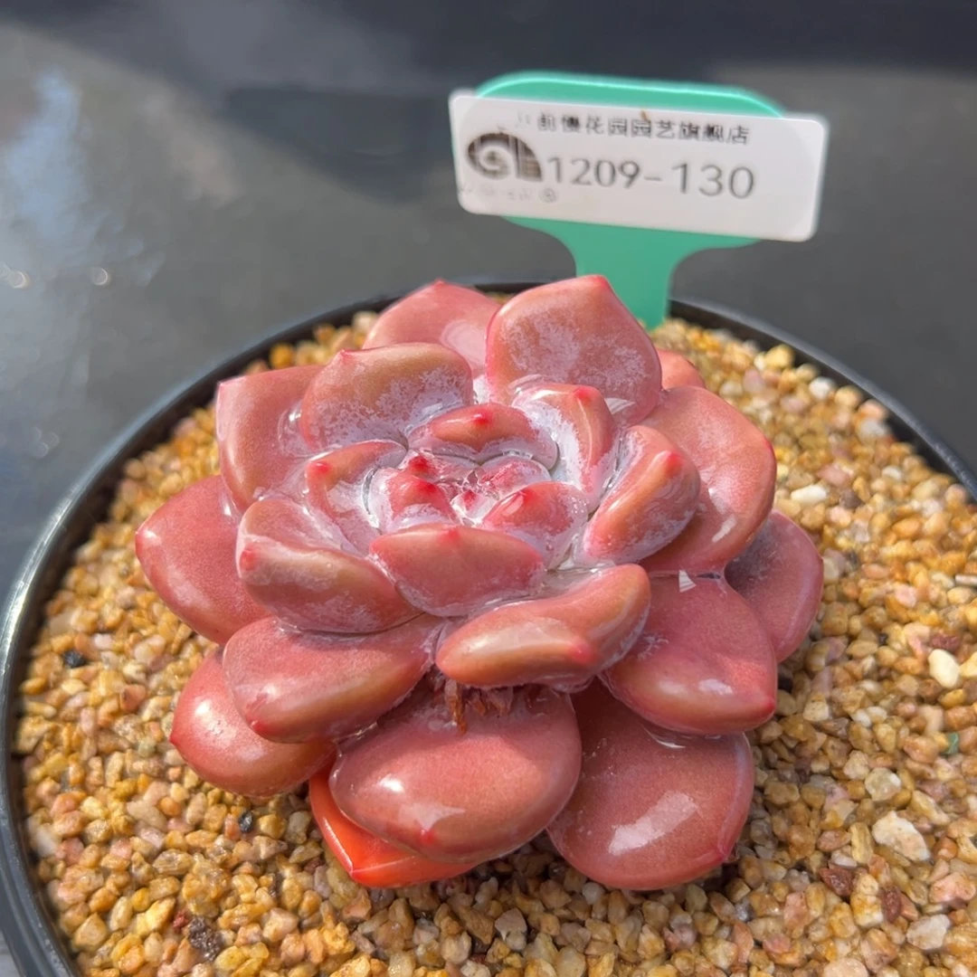 从前慢花园多肉编号1209-130