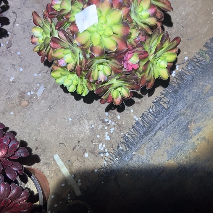 吴*芳多肉植物一物一拍四颗97