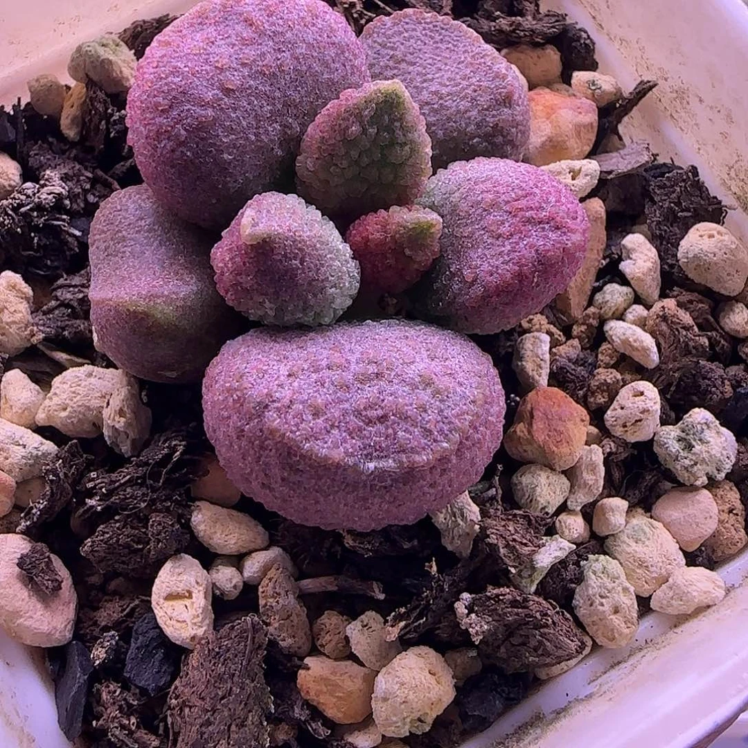 新品水泡，一物一拍