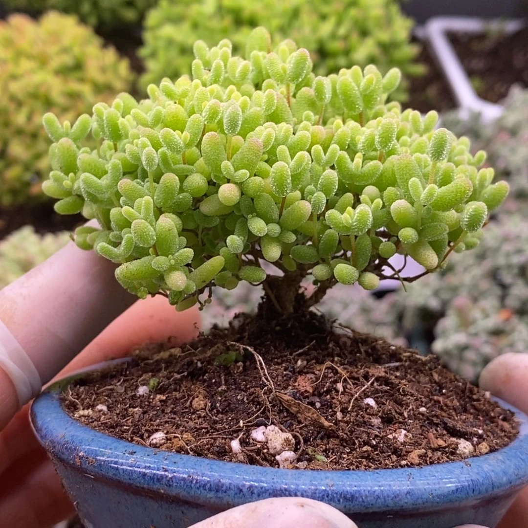 269榕树型蜜橘带盆。