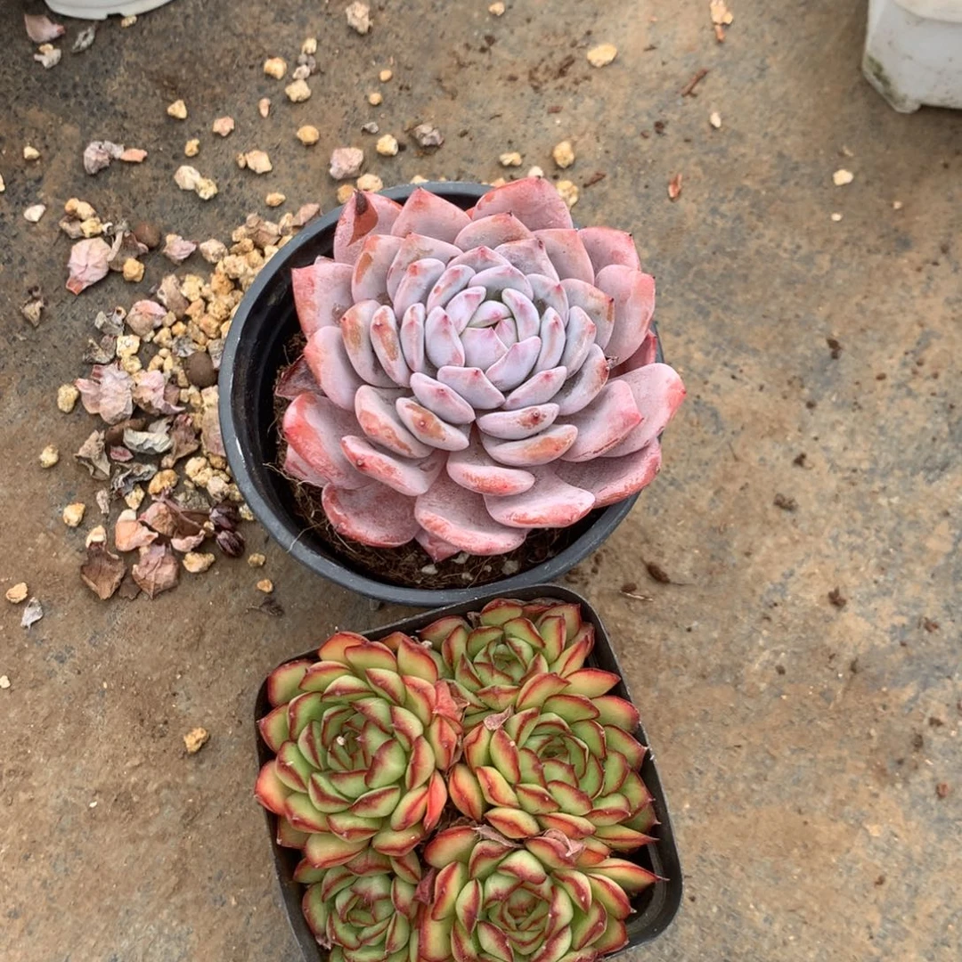 你的微号是不是改密码咯