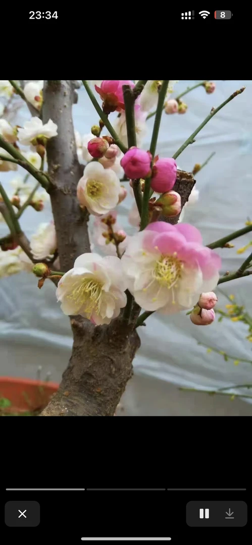 【复瓣跳枝】高端超稀有名品原生梅花浓香型