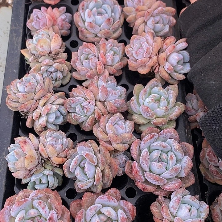 129 多肉植物盆栽花卉