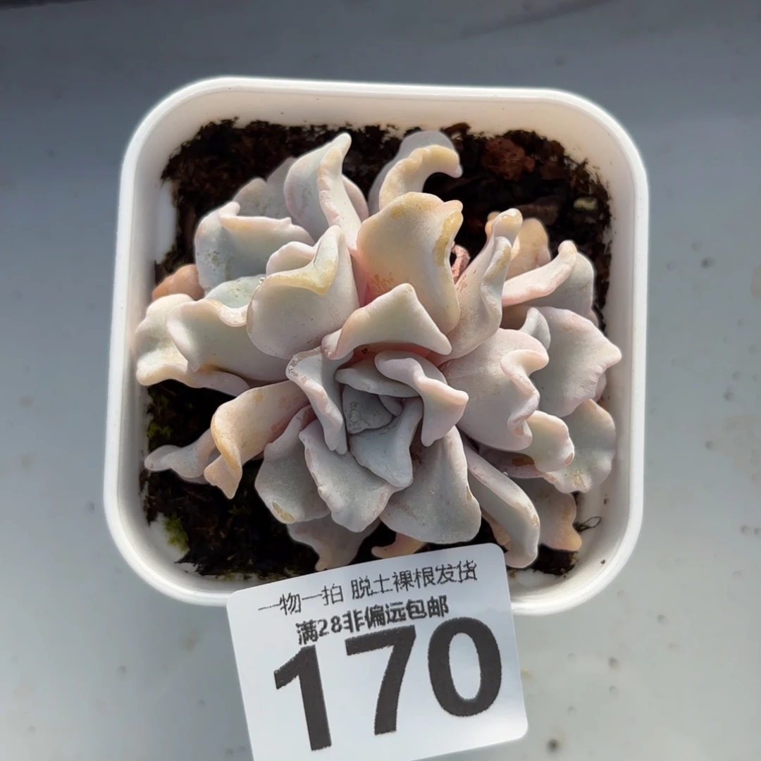 芭蕾舞者无盆土发货