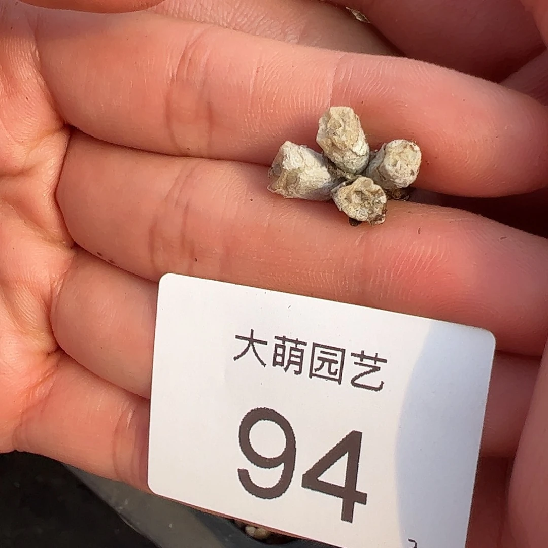 000094量拍母本方糖4头1颗体型小