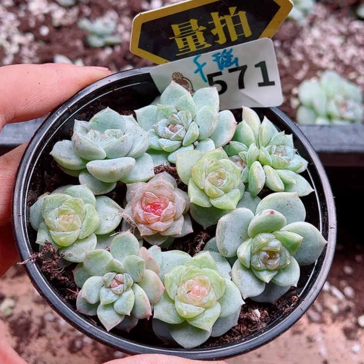 多肉植物多肉植物