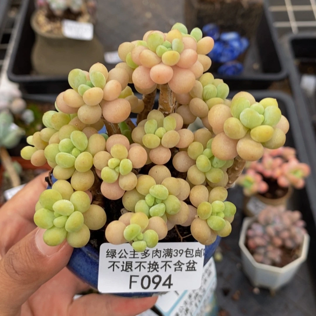 094花朵鱼子酱多肉7cm