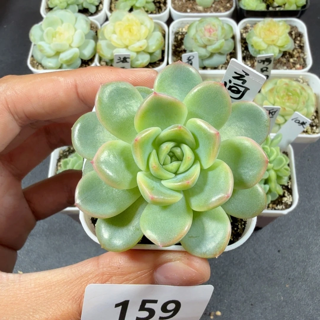 云间单头一物一拍159